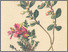 [thumbnail of 11726_1.png]