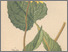[thumbnail of 11896_1.png]
