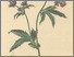 [thumbnail of 11786_1.png]