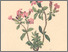 [thumbnail of 11733_1.png]